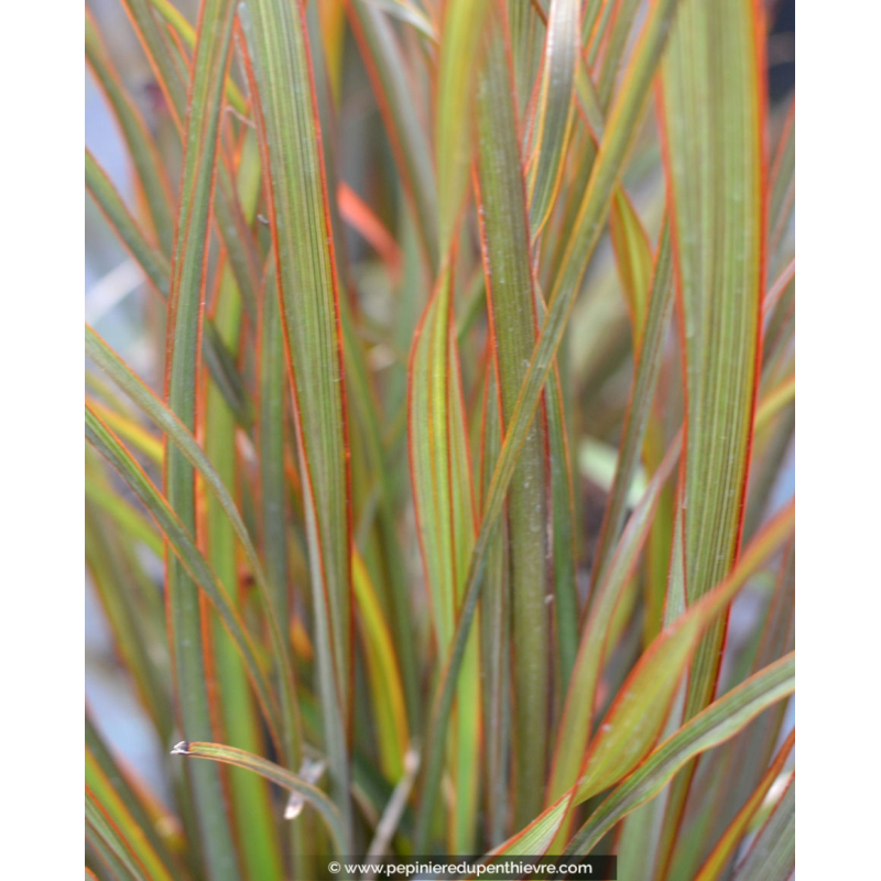 PHORMIUM 'Tom Thumb'