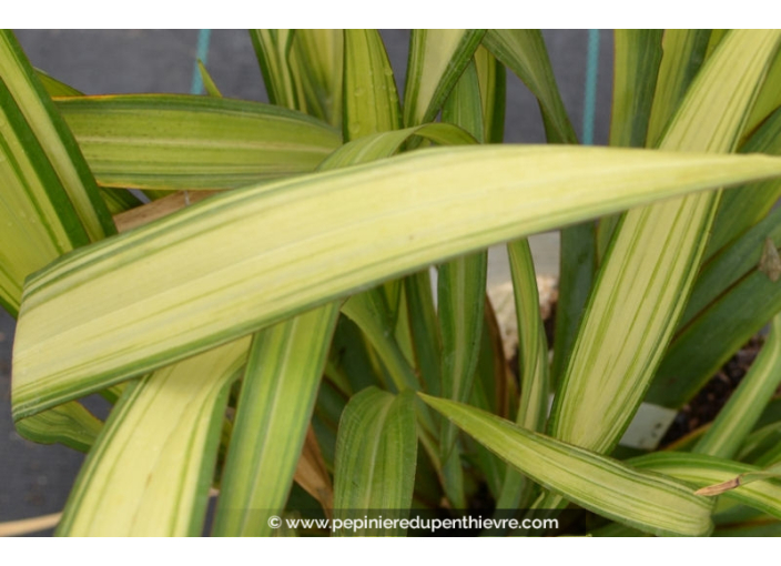 PHORMIUM tenax 'Yellow Wave' PHORMIUM tenax 'Yellow Wave'