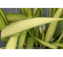 PHORMIUM tenax 'Yellow Wave' PHORMIUM tenax 'Yellow Wave'