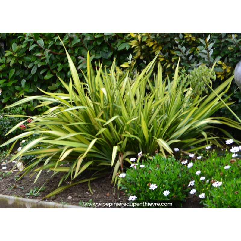 PHORMIUM tenax 'Yellow Wave'