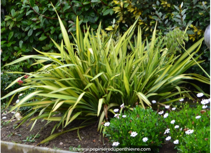 PHORMIUM tenax 'Yellow Wave'