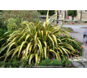PHORMIUM tenax 'Yellow Wave' PHORMIUM tenax 'Yellow Wave'