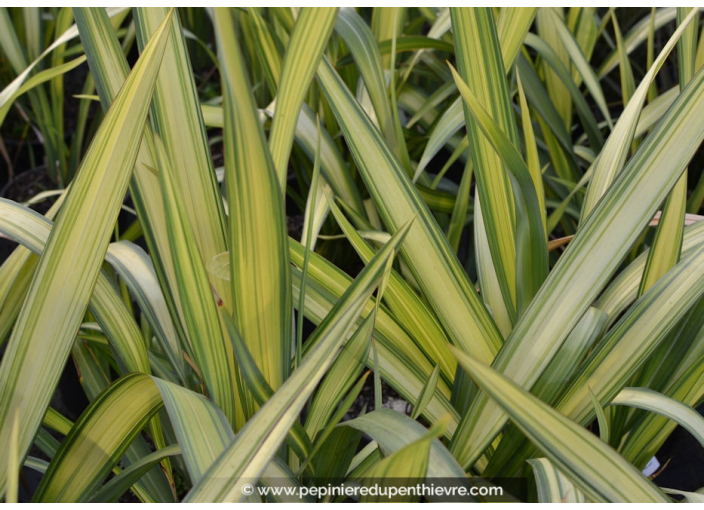 PHORMIUM tenax 'Yellow Wave' PHORMIUM tenax 'Yellow Wave'