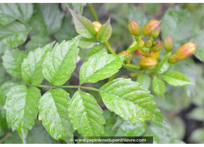 CAMPSIS x tagliabuana 'Mme Galen'