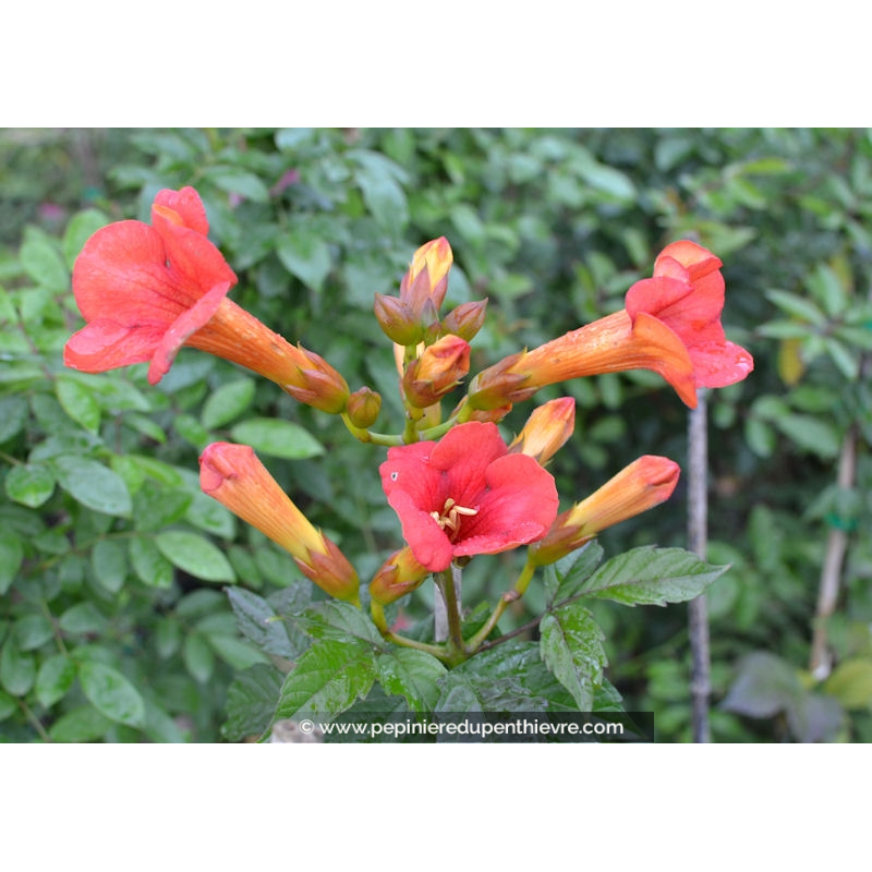 CAMPSIS x tagliabuana 'Mme Galen'