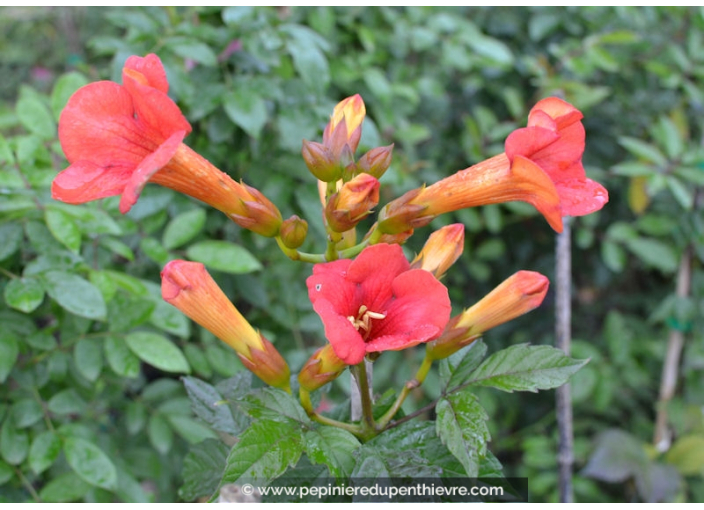 CAMPSIS x tagliabuana 'Mme Galen'