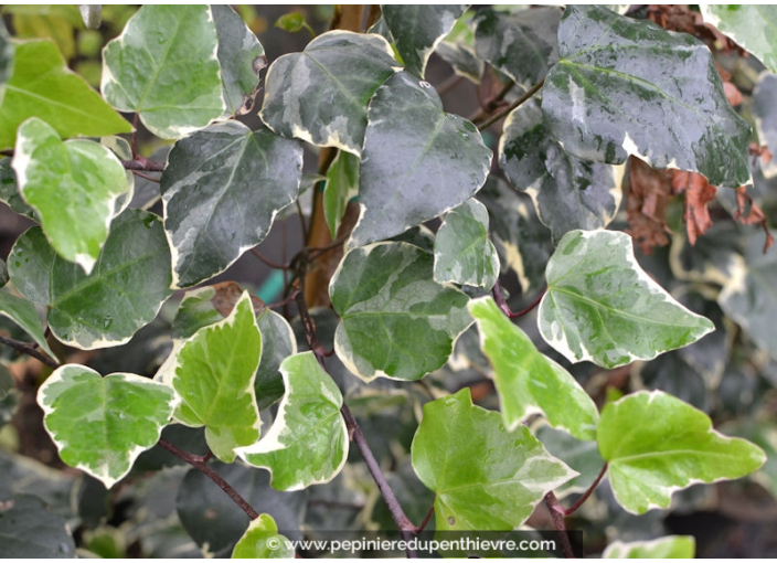 HEDERA algeriensis 'Gloire de Marengo' HEDERA algeriensis 'Gloire de Marengo'