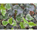 HEDERA algeriensis 'Gloire de Marengo' HEDERA algeriensis 'Gloire de Marengo'