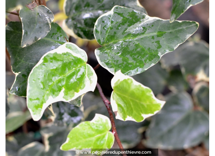 HEDERA algeriensis 'Gloire de Marengo' HEDERA algeriensis 'Gloire de Marengo'