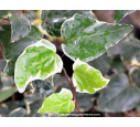 HEDERA algeriensis 'Gloire de Marengo' HEDERA algeriensis 'Gloire de Marengo'