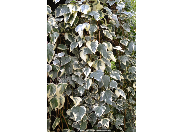 HEDERA algeriensis 'Gloire de Marengo' HEDERA algeriensis 'Gloire de Marengo'