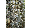 HEDERA algeriensis 'Gloire de Marengo' HEDERA algeriensis 'Gloire de Marengo'