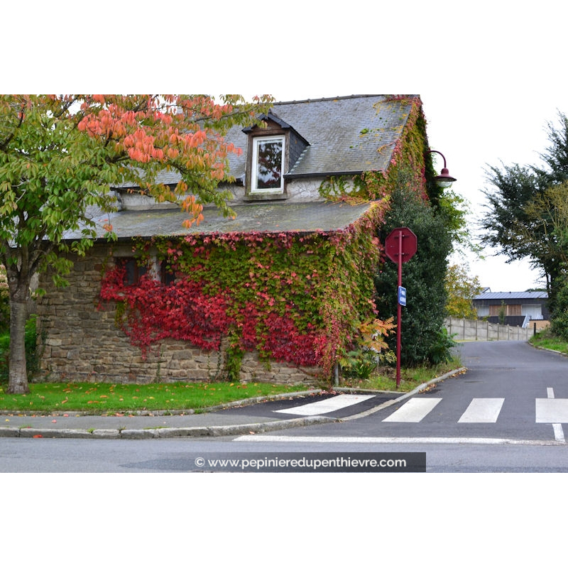 PARTHENOCISSUS tricuspidata 'Veitchii'