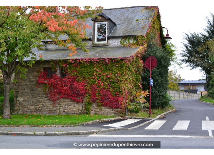 PARTHENOCISSUS tricuspidata 'Veitchii'