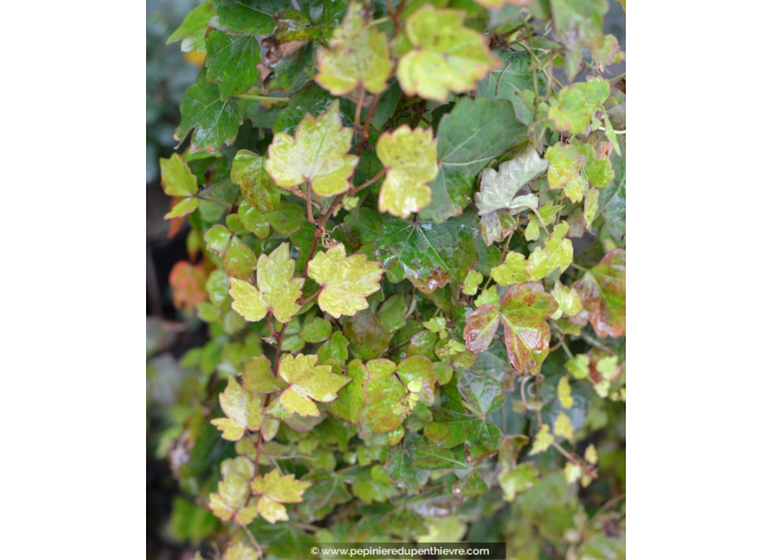 PARTHENOCISSUS tricuspidata 'Veitchii'