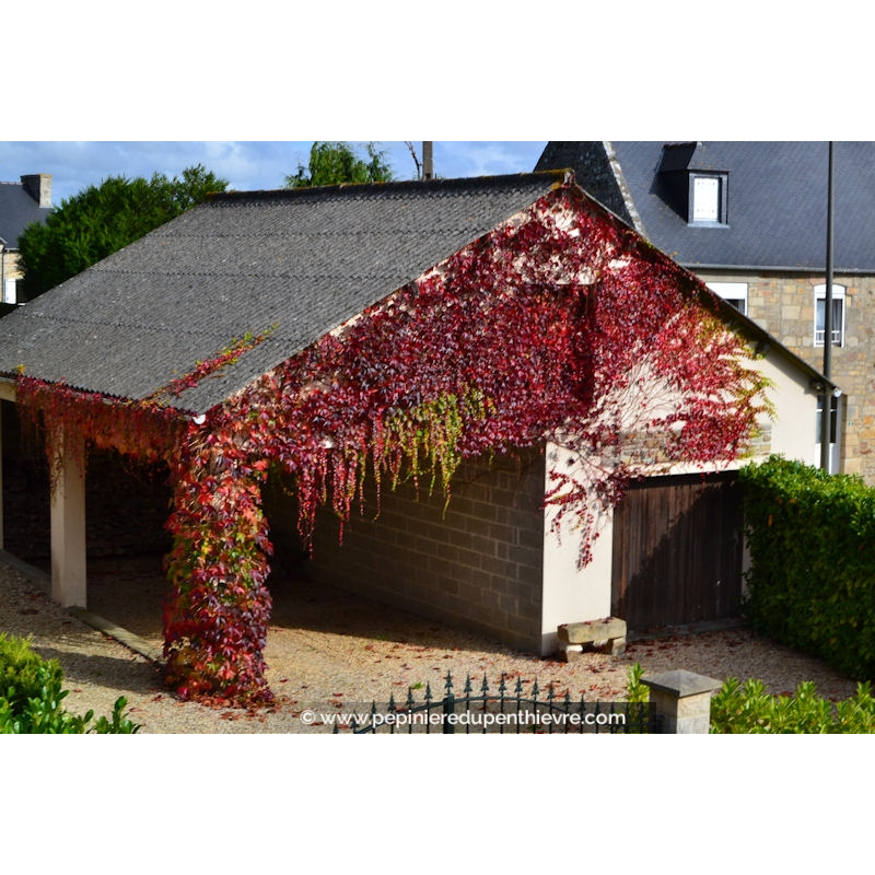 PARTHENOCISSUS tricuspidata 'Veitchii Robusta'