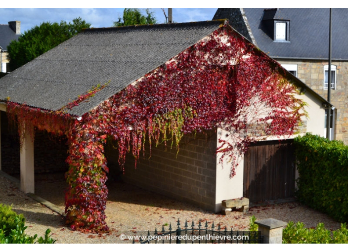 PARTHENOCISSUS tricuspidata 'Veitchii Robusta'