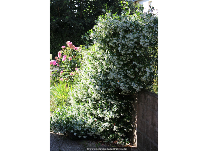 TRACHELOSPERMUM jasminoides