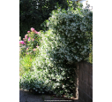 TRACHELOSPERMUM jasminoides