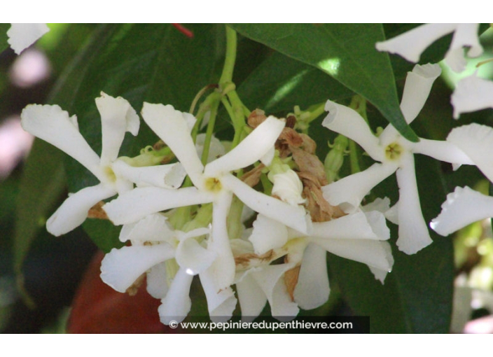 TRACHELOSPERMUM jasminoides