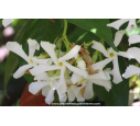 TRACHELOSPERMUM jasminoides