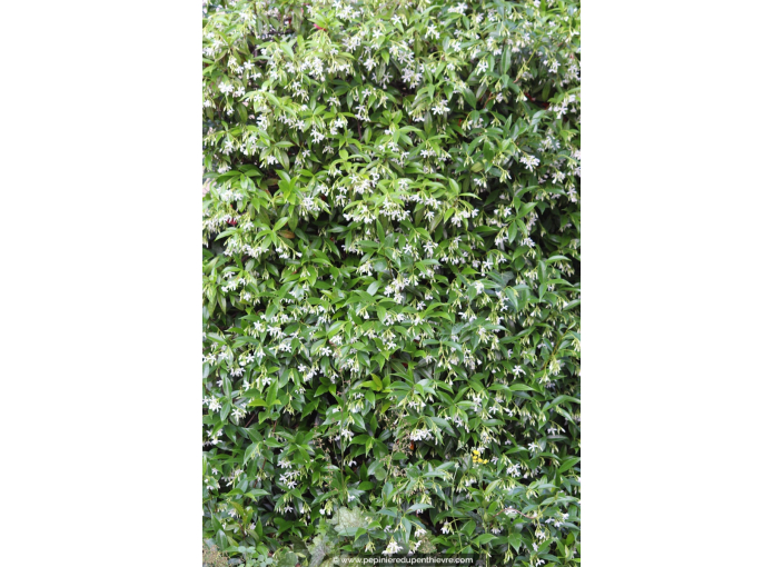 TRACHELOSPERMUM jasminoides