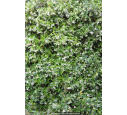 TRACHELOSPERMUM jasminoides