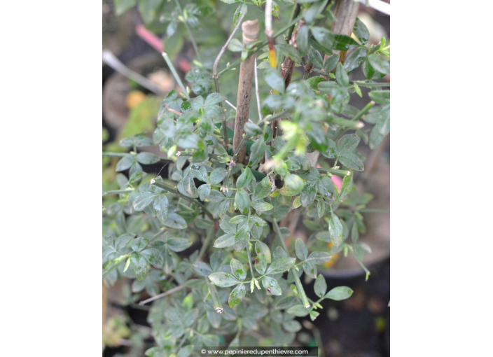 JASMINUM nudiflorum JASMINUM nudiflorum