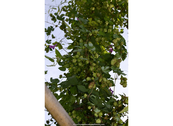 HUMULUS lupulus HUMULUS lupulus