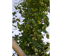 HUMULUS lupulus HUMULUS lupulus