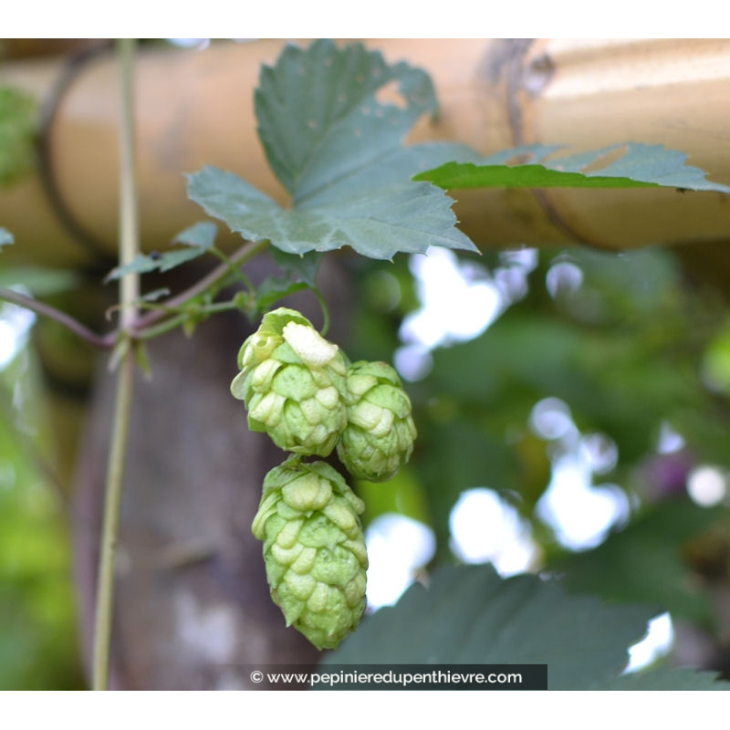 HUMULUS lupulus