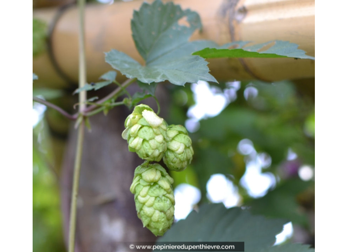 HUMULUS lupulus