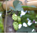 HUMULUS lupulus HUMULUS lupulus