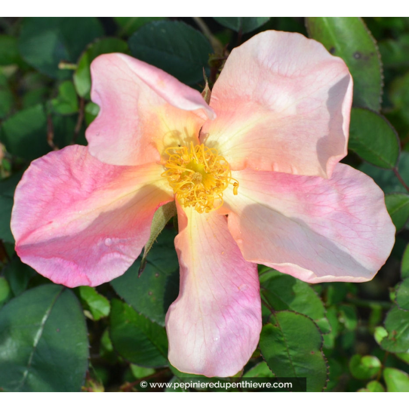 ROSA mutabilis