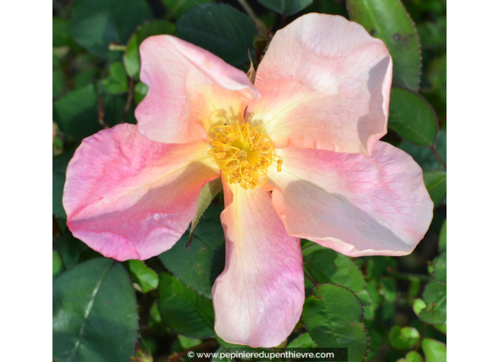 ROSA mutabilis