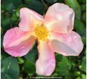 ROSA mutabilis