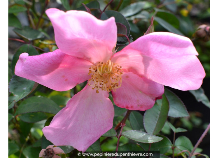 ROSA mutabilis
