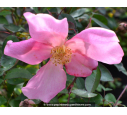 ROSA mutabilis