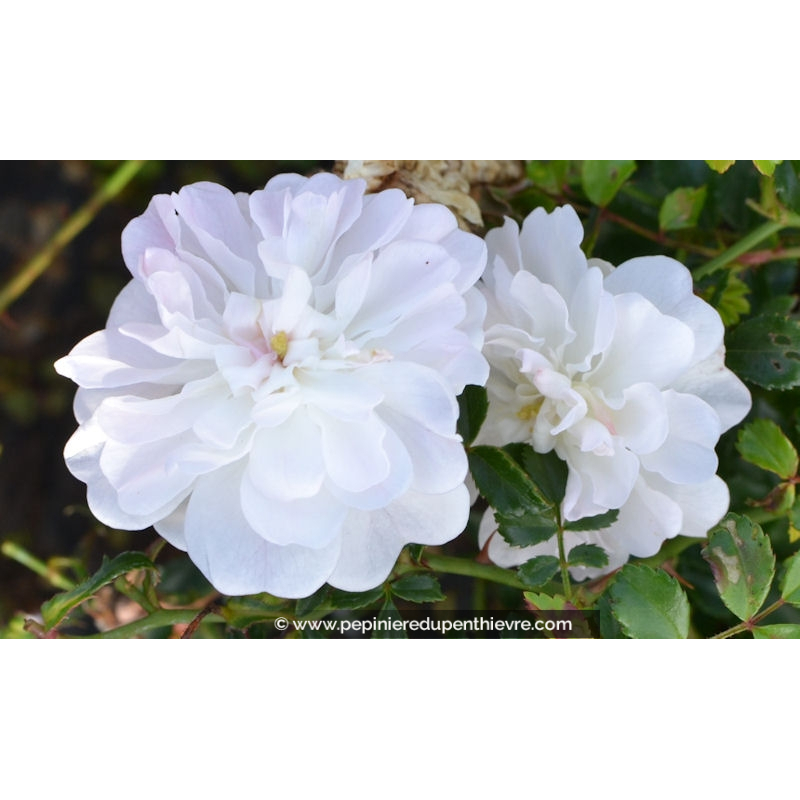 ROSIER paysager 'Little White Pet'