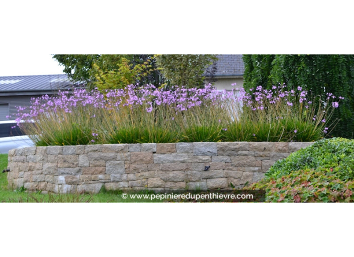 TULBAGHIA violacea TULBAGHIA violacea