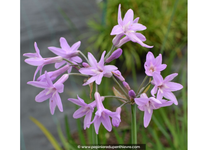 TULBAGHIA violacea TULBAGHIA violacea