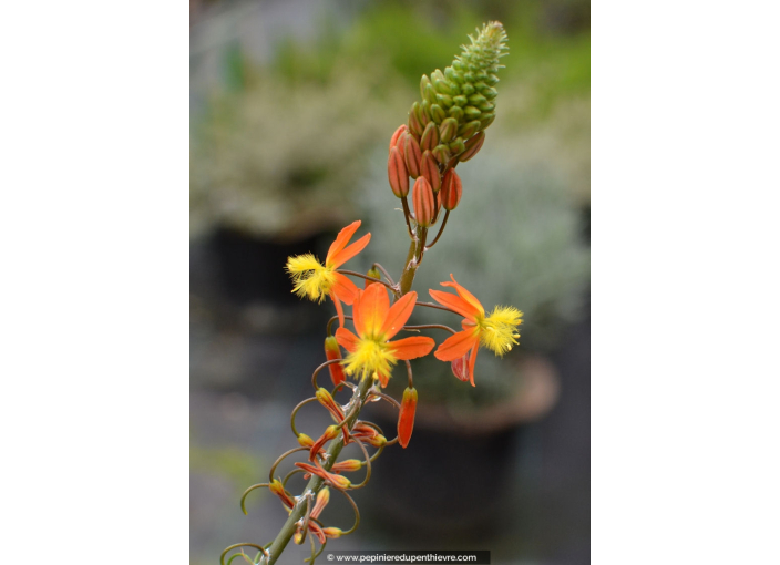 BULBINE frutescens 'Hallmark'