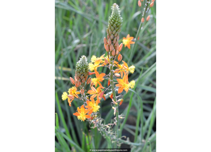BULBINE frutescens 'Hallmark'