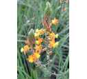 BULBINE frutescens 'Hallmark'