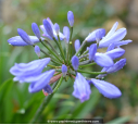 AGAPANTHUS africanus 'Pitchoune' AGAPANTHUS africanus 'Pitchoune'