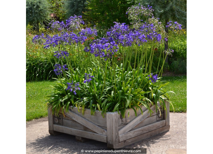 AGAPANTHUS umbellatus 'Blue'
