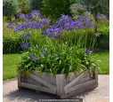 AGAPANTHUS umbellatus 'Blue'