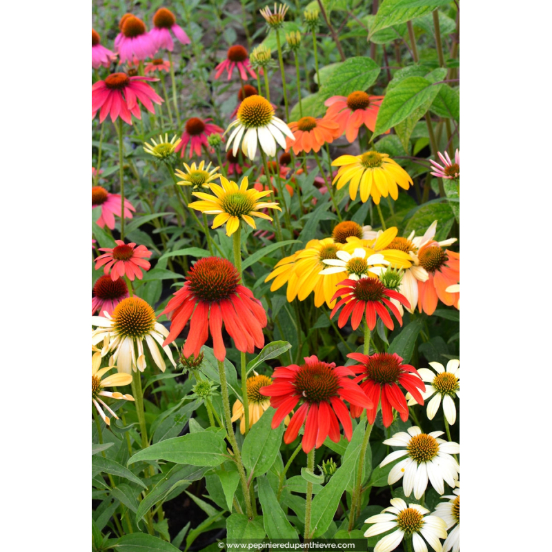ECHINACEA purpurea 'Cheyenne Spirit'