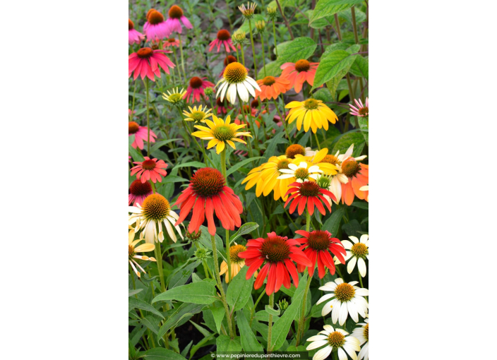 ECHINACEA purpurea 'Cheyenne Spirit'