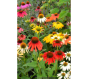 ECHINACEA purpurea 'Cheyenne Spirit' ECHINACEA purpurea 'Cheyenne Spirit'